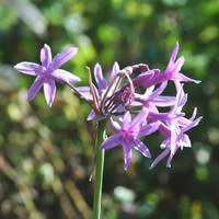 Un indispensable au jardin:Tulbagia - Le pot de 5 litres