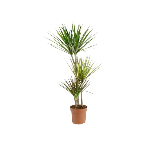 Spécial jardin:Dracaena marginata carnaval 3 pieds. Le pot de Ø 21 x H 15 cm