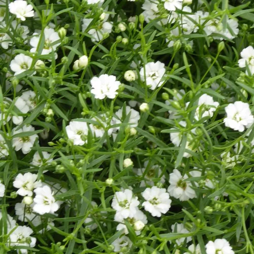 Jardin & solutions:Gypsophile vivace à fleurs blanches - Le pot de 3 litres