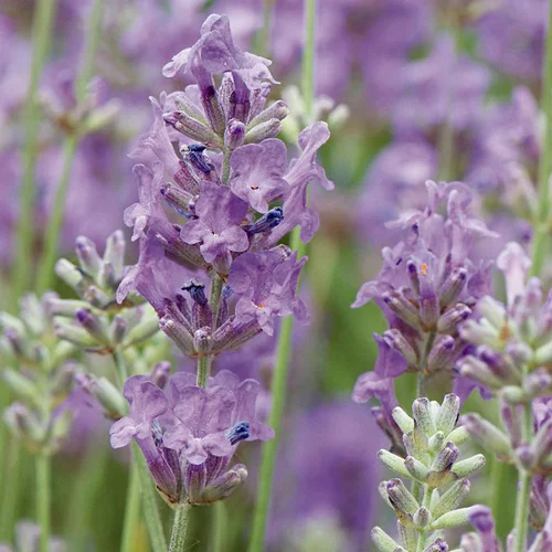 Jardin et confort：Lavande Angustifolia Twickel Purple à fleurs violettes. Le pot de 3 litres