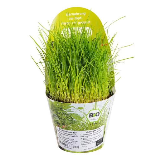 Pratique pour le jardin：Plante Amie Des Animaux Festuca Bio. Le pot de diamètre 11 cm