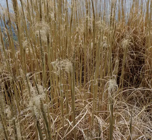 Pour vos projets extérieurs：Miscanthus sinensis Gracillimus vert botanic®. Le pot de 7,5 litres