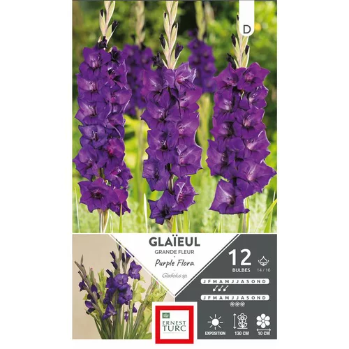 Pour vos projets extérieurs：Glaïeul Purple Flora violet Ernest Turc - 12 bulbes