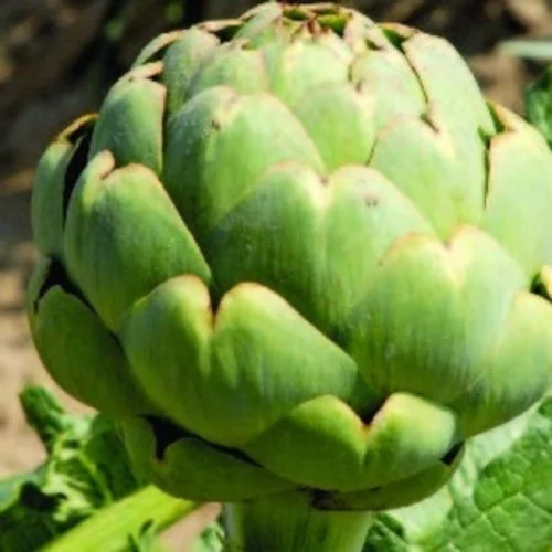 Jardin adapté：Artichaut Vert Imperial Star Bio. Le pot de 10,5 cm