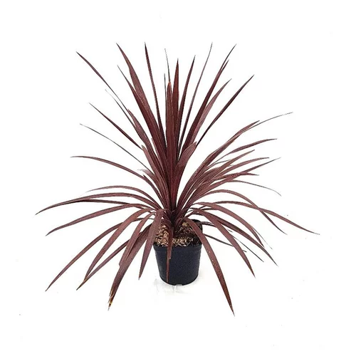 Une sélection pour le jardin:Cordyline Australis Red Star en pot de 3 L rouge