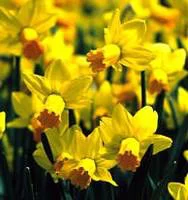 Jardin & pratique：Narcisse - Le godet