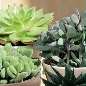 Pour simplifier le jardin：Succulente botanic®. Le pot de Ø 16 cm