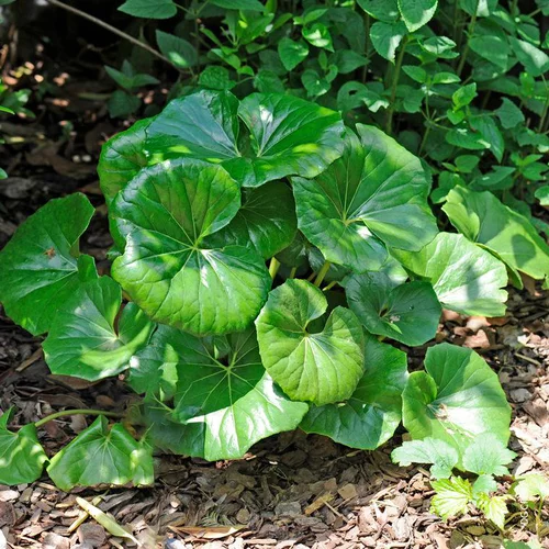 Pour valoriser votre jardin:Farfugium Japonicum Giganteus - Le pot de 4 litres