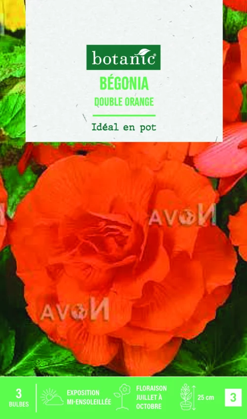 Qualité jardin:Bulbes de fleurs Bégonia double orange botanic® - 3 bulbes
