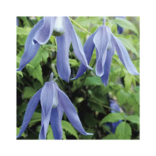 Une solution pratique pour l’extérieur:CLEMATITE ALPINA FRANCES RIVIS. Le pot de 3 litres