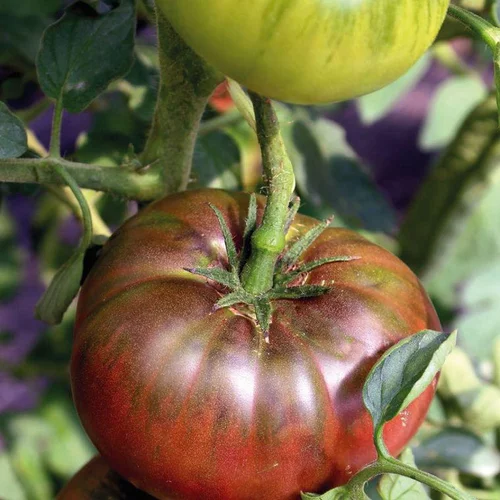 Confort au jardin：Tomate Côtelee Noire De Crimee Bio. La barquette de 3 plants