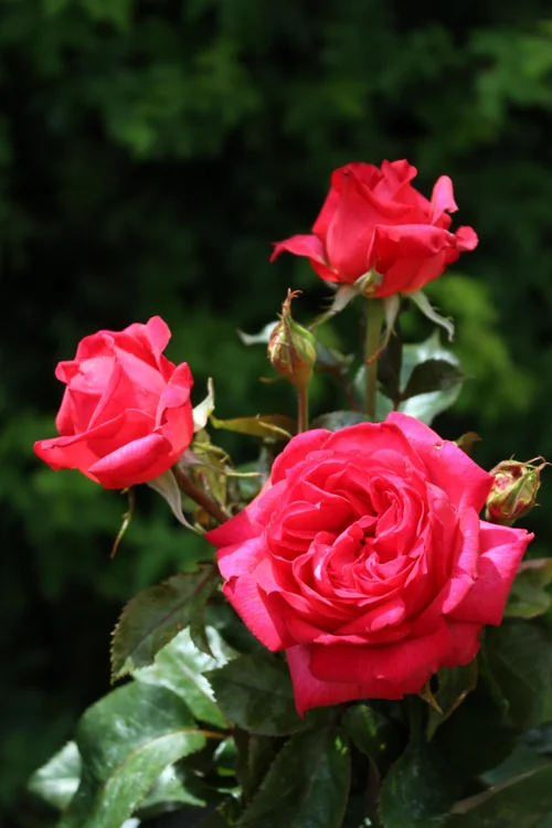 Pour personnaliser votre jardin:Rosier Laure Calamy® 'Fel 14013' - Le pot de 3 litres