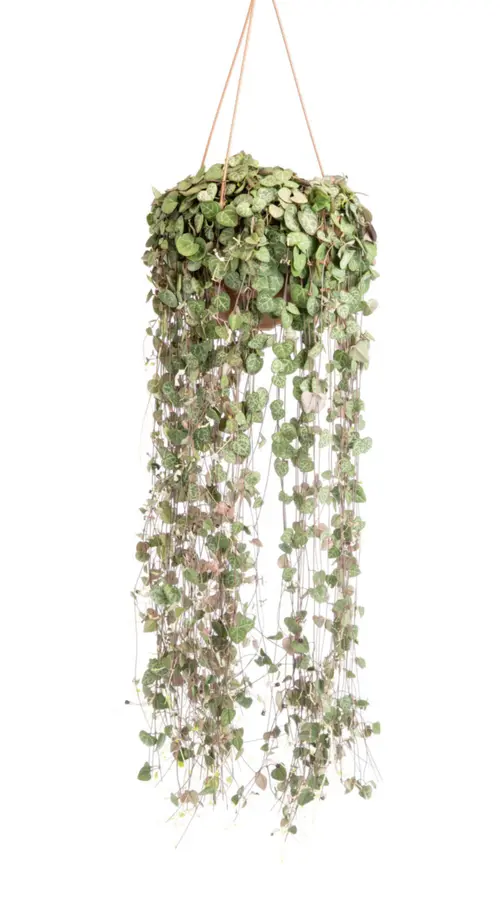 Pour un extérieur agréable：Chaîne de cœurs verts. La suspension Ø 20 cm