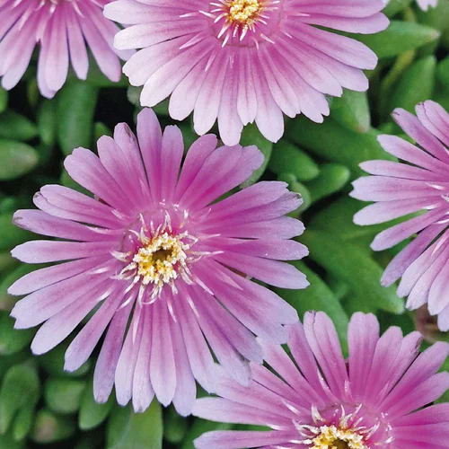Jardin pour tous:Delosperma 'Lido' Rose Borde Blanc - Le pot de 9x9 cm