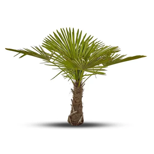 Jardin à embellir：Chamaerops Excelsa vert 1 tronc en pot de 55 L
