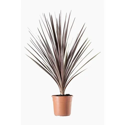 Accessoire jardin：Cordyline Australis (Cordyline australe) en pot de 12 L vert