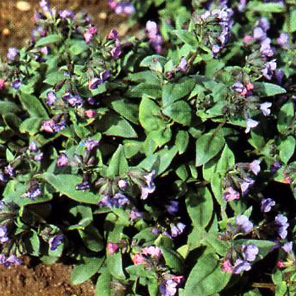 6 x Pulmonaire 'Azurea' – Pulmonaria angustifolia 'Azurea', godet 9cm x 9cm