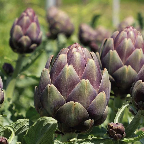 Pratique pour le jardin：Artichaut Violet De Provence Bio. Le pot de 10,5 cm
