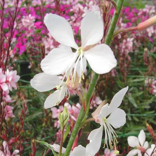 Choix extérieur：Gaura à fleurs blanches - Le pot de 4,5 litres