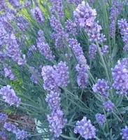 Votre allié à l’extérieur:Lavande à fleurs bleues sur tige - Le pot de 1 litre