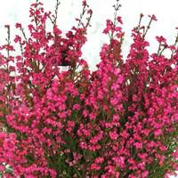 Un atout pour le jardin：Bruyère Gracilis rouge - Le pot de 4 litres
