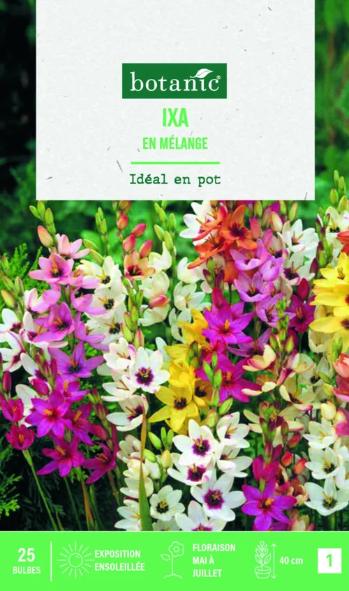 Solution utile:Bulbes de fleurs Ixia en mélange botanic® - 25 bulbes