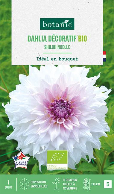 Jardin simple:Bulbe de fleurs Dahlia décoratif Shiloh Noëlle bio botanic® - 1 bulbe
