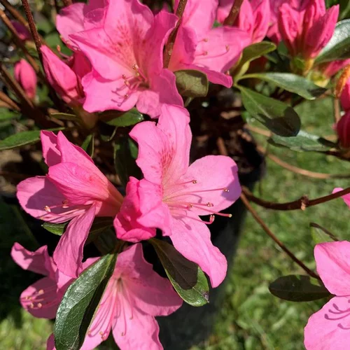 Jardin au quotidien:Azalée Japonaise variée (Azalea Japonica). Le pot de 2 litres