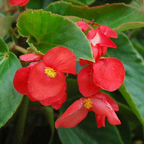 Pour transformer votre jardin：Bégonia Dragon Wing coloris rouge. Le pot de 6 litres