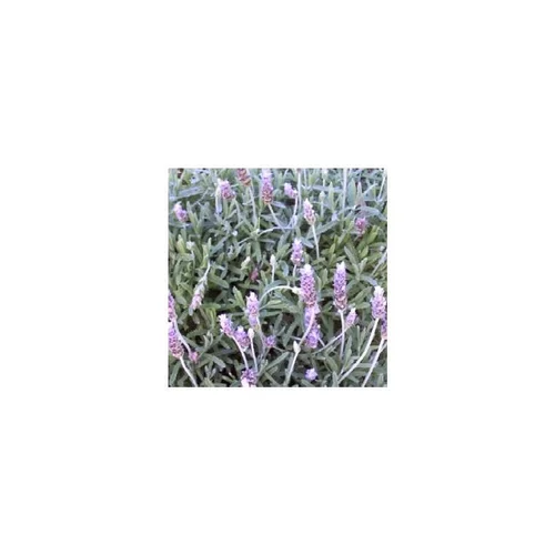 Déco pour le jardin：Lavande Dentata - Le pot de 1 litre