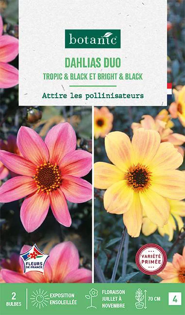 Idée simple:Bulbes de fleurs duo de Dahlias nains simples Bright&Black / Tropic&Black botanic® - 2 bulbes