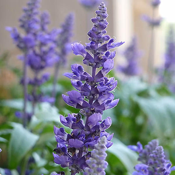 6 x Sauge des bois 'Blaukoenigin' – Salvia nemorosa 'Blaukoenigin', godet 9cm x 9cm