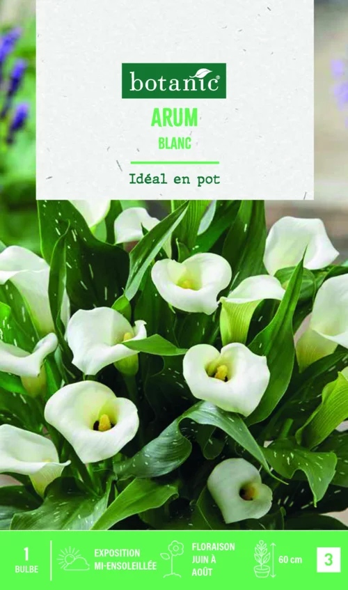 Un plus pour vos extérieurs:Bulbe de fleurs Arum blanc botanic® - 1 bulbe