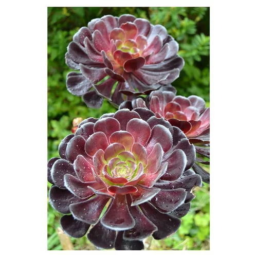 Espace vert moderne：Aeonium. Le pot de 3 litres