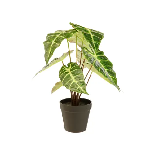 Sélection utile：Alocasia artificielle verte en pot - Ø 26 x H 41 cm
