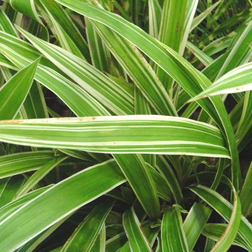 Pratique pour le jardin：Carex morrowii ou Laîche du Japon vert - Le pot de 9 x 9 cm