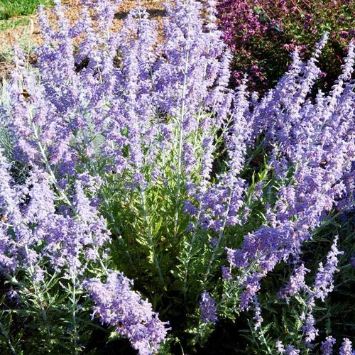 Jardin pour tous:Sauge de Sibérie Lacy Blue. Le pot de 4 litres