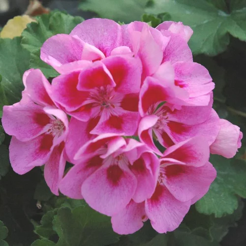 Extérieur malin：Geranium Zonal - Le pot de 3,5 litres