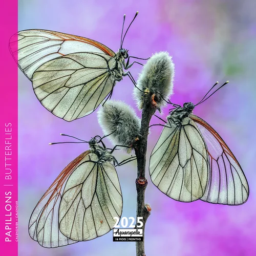 Votre jardin：Calendrier 2025 papillons coloris multicolore Aquarupella - 16,5 x 16,5 cm