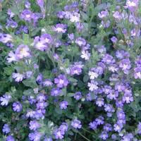 Côté végétal：Scutellaria Costaricana - Le pot de 2 litres
