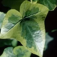 Qualité extérieur：Lierre - Le pack de 6 plants