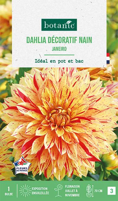 Style extérieur:Bulbe de fleurs Dalhia décoratif nain Janeiro botanic® - 1 bulbe