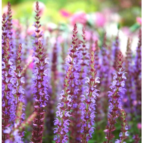 Pour embellir vos extérieurs:Salvia Nemorosa - Le pot de 1 litre