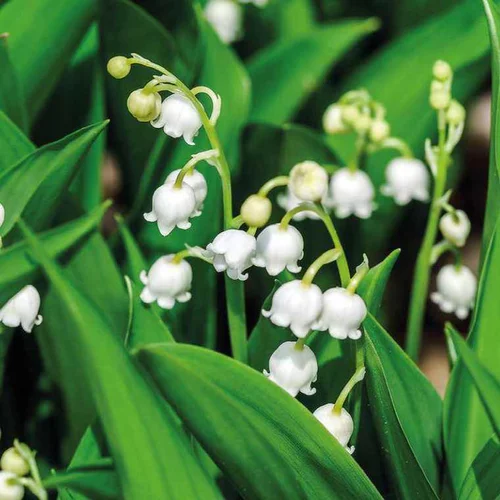 Jardin à embellir：Muguet blanc - Le pot de 9 x 9 cm