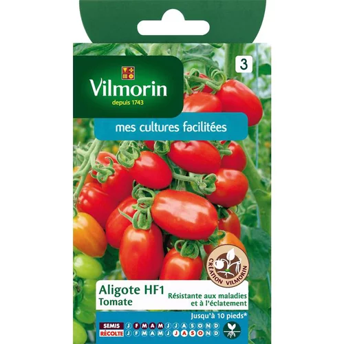 Style au jardin：Graines de tomate aligote HF1 Vilmorin - graines à semer