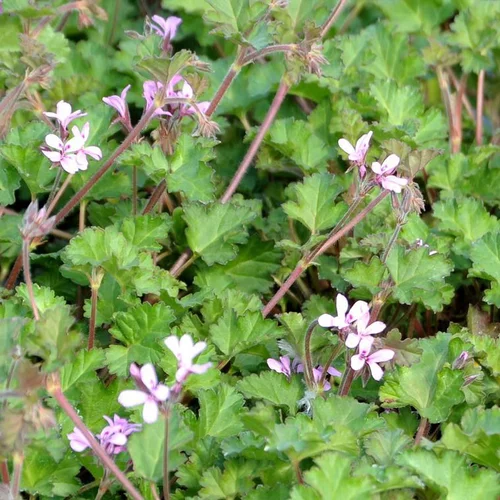 Une idée pour vos extérieurs:Pélargonium pinki pinks rose en pot de 2 L
