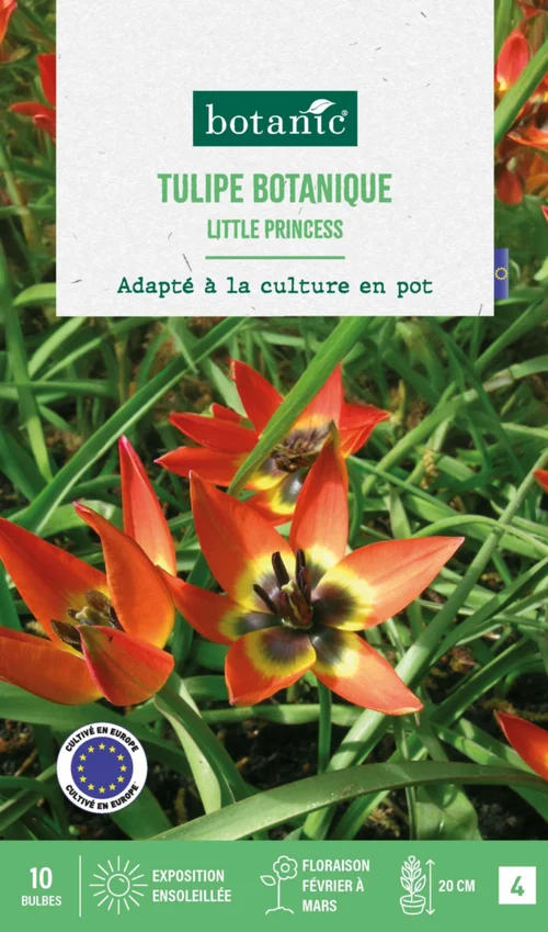 Jardin essentiel：Tulipe species little princess botanic® - 10 bulbes
