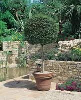 Nature jardin:Ligustrum Jonandrum ou Troène mini Tige en pot de 9 L