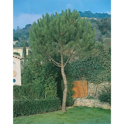 Choix pratique：Pin Parasol - pot 25 L