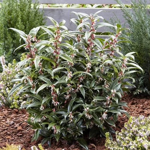 Mon jardin:Sarcococca Winter Gem en pot de 4 L
